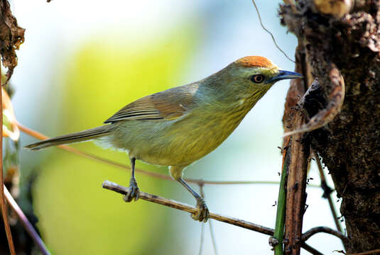 Image of Macronus gularis