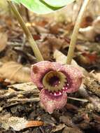 Image of Wild ginger