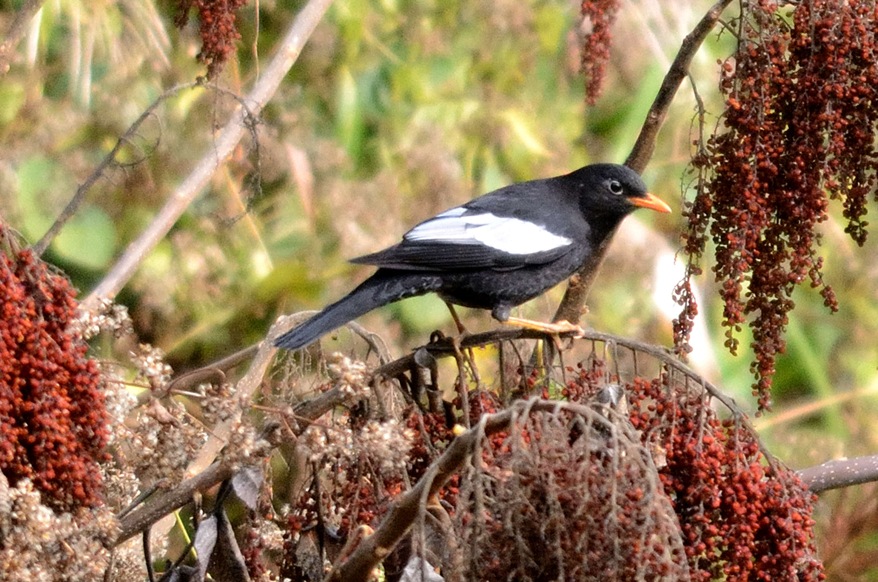 Image of Grey-winged Blackbird