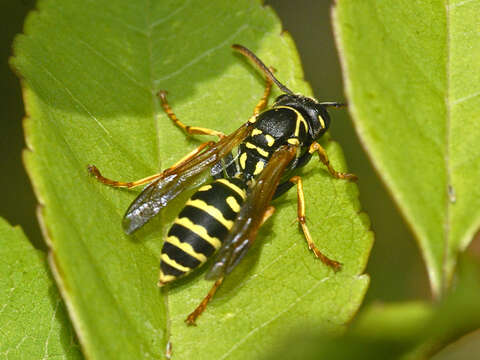 Polistes nimpha (Christ 1791)的圖片