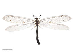 Image of New Zealand antlion