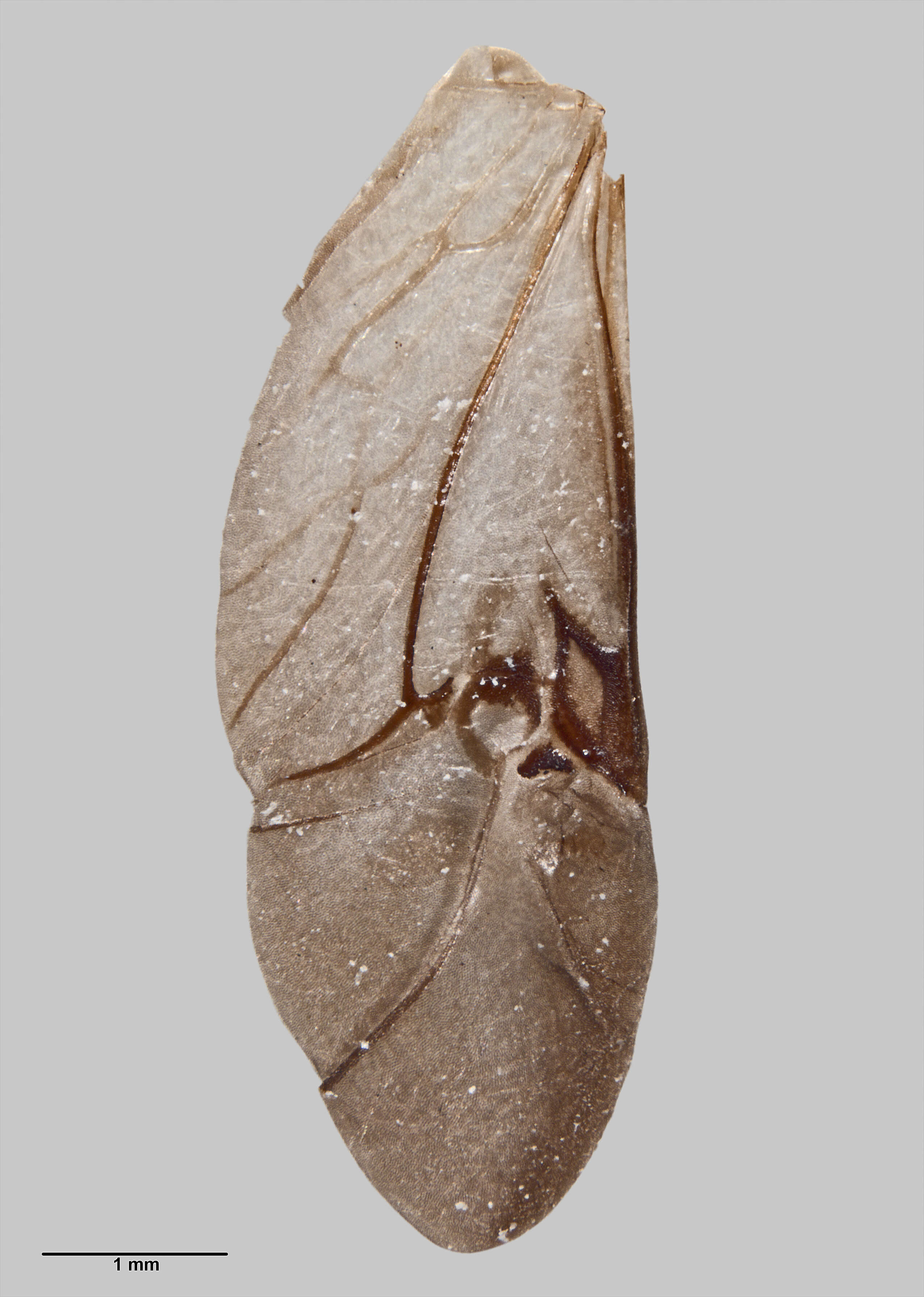 Image of Phymatophaea maorias