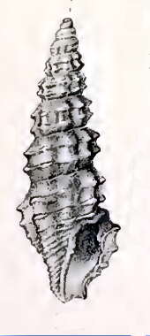 Image of Pseudorhaphitoma ditylota (Melvill 1912)