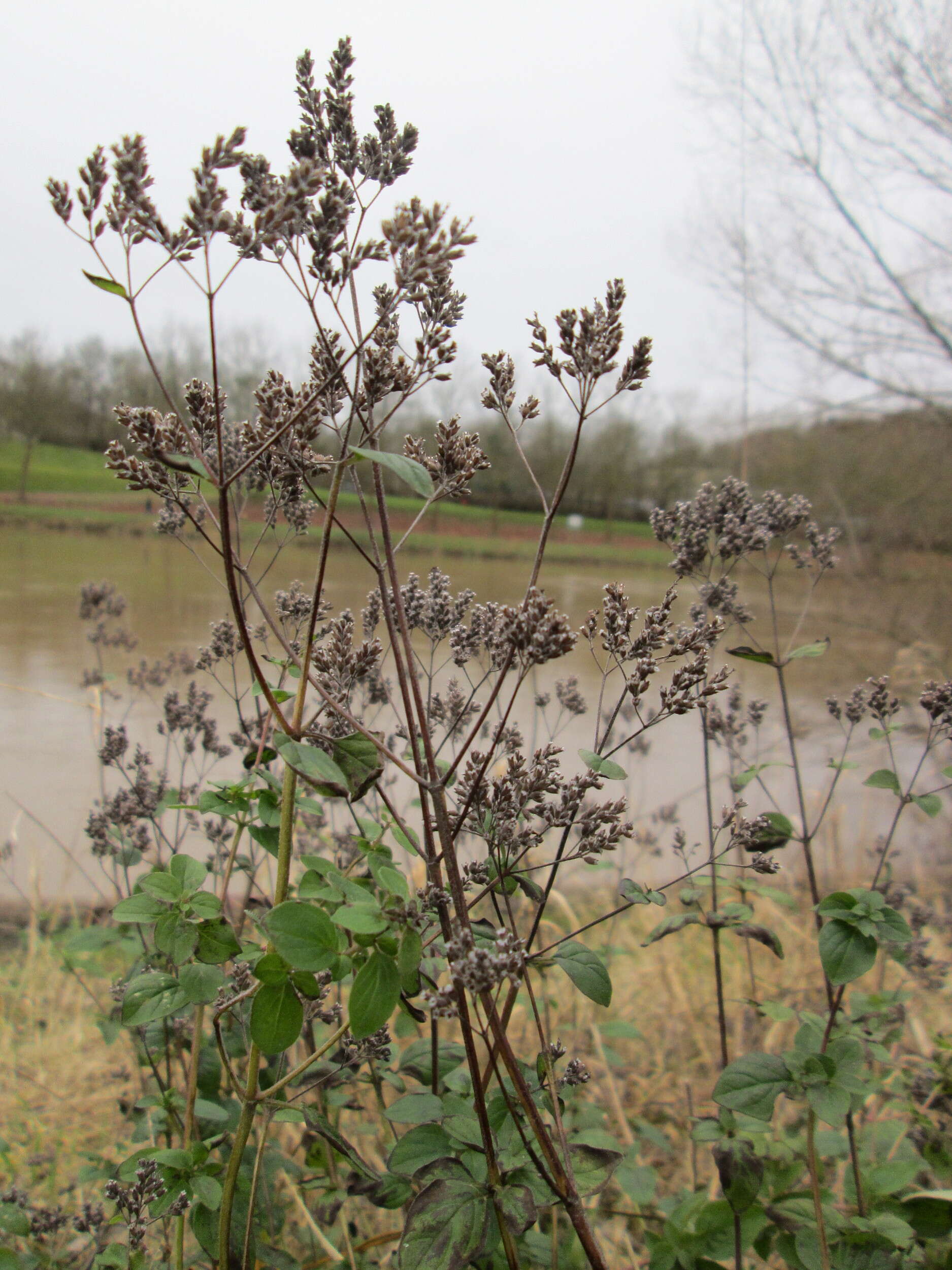 Image of oregano