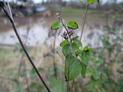 Image of oregano