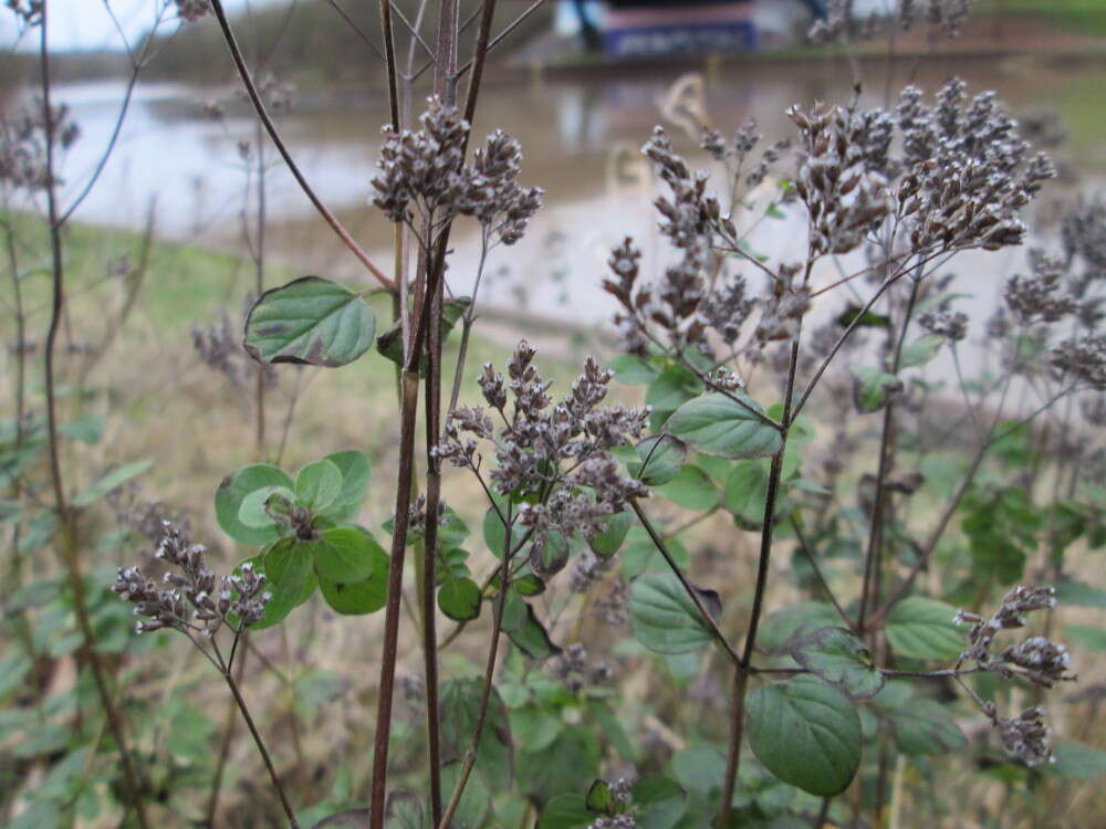 Image of oregano