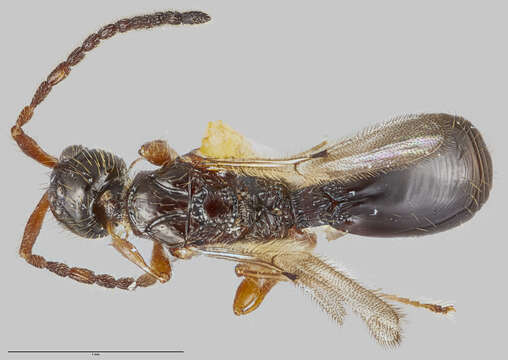 Image of Diaprioidea