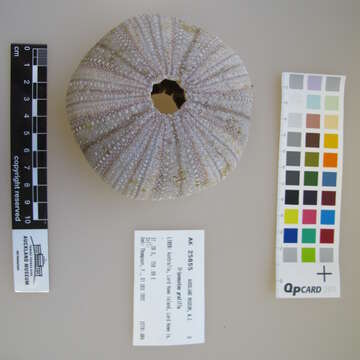 Image of Collector urchin