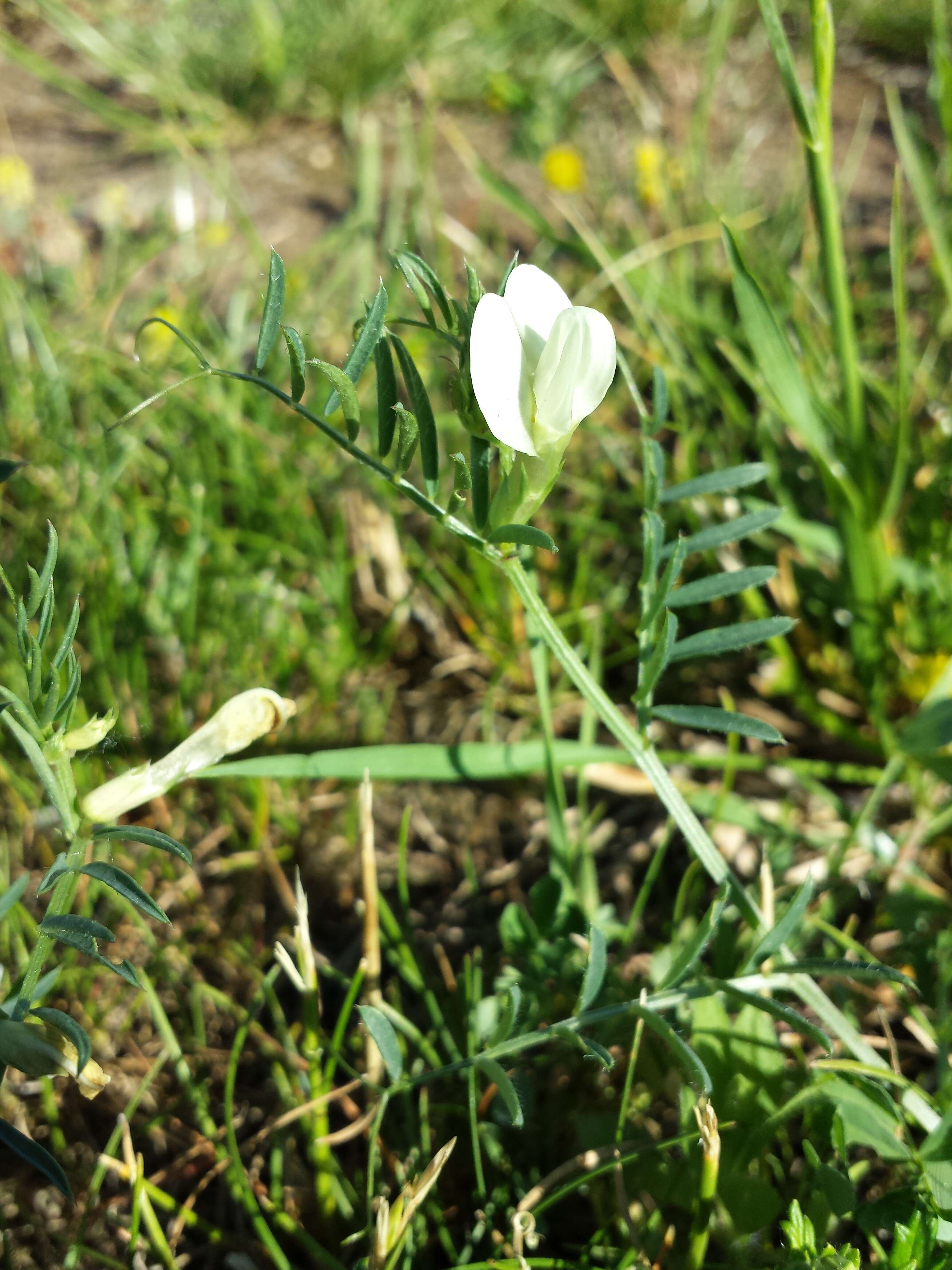 Image of smooth yellow vetch