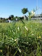 Image of smooth yellow vetch