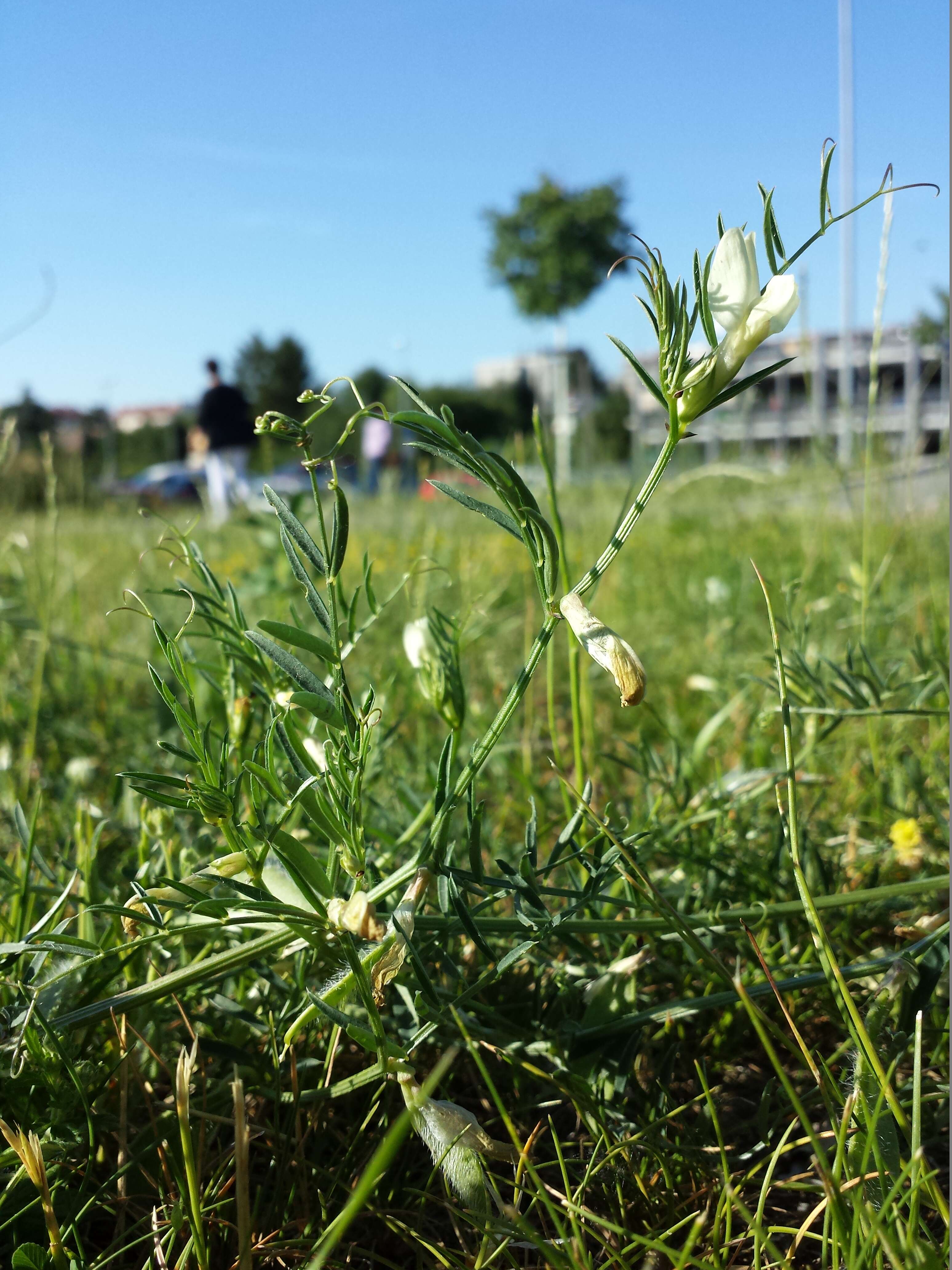 Image of smooth yellow vetch