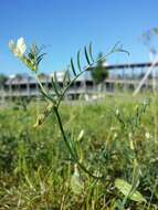 Image of smooth yellow vetch