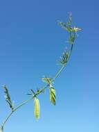 Image of smooth yellow vetch