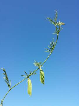 Image of smooth yellow vetch