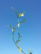 Image of smooth yellow vetch