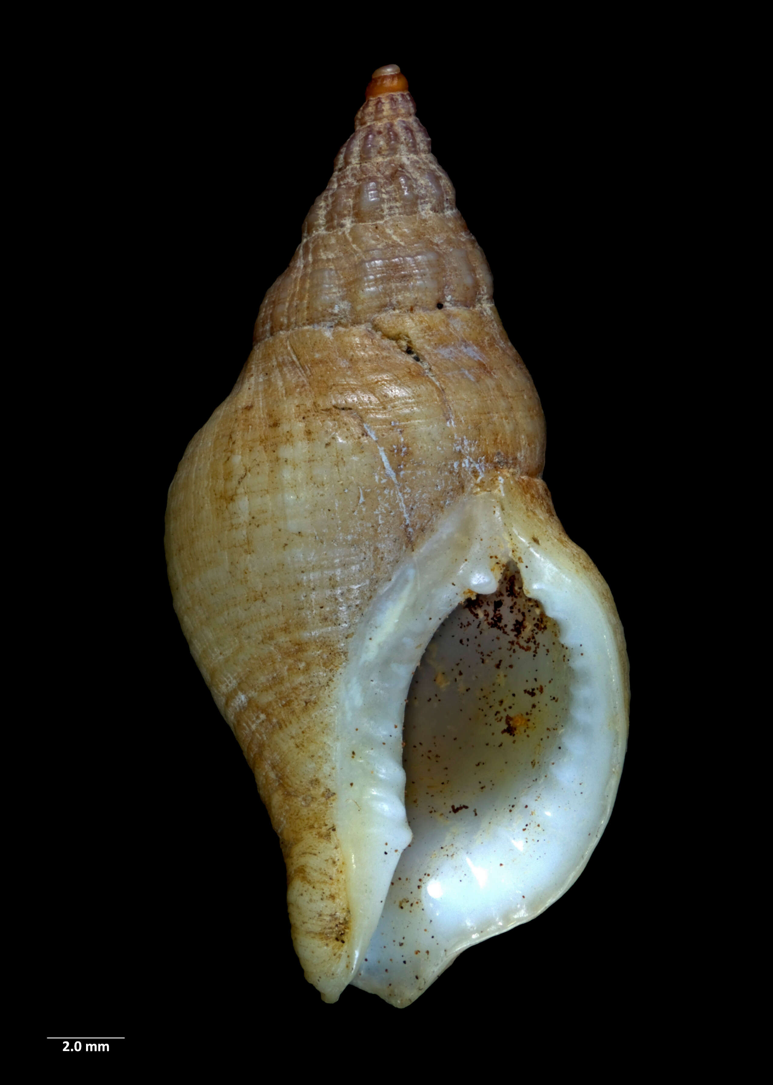 Image of Buccinulum vittatum (Quoy & Gaimard 1833)