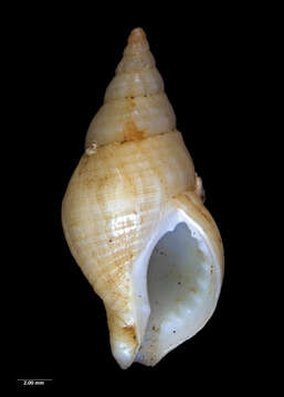 Sivun Buccinulum vittatum (Quoy & Gaimard 1833) kuva