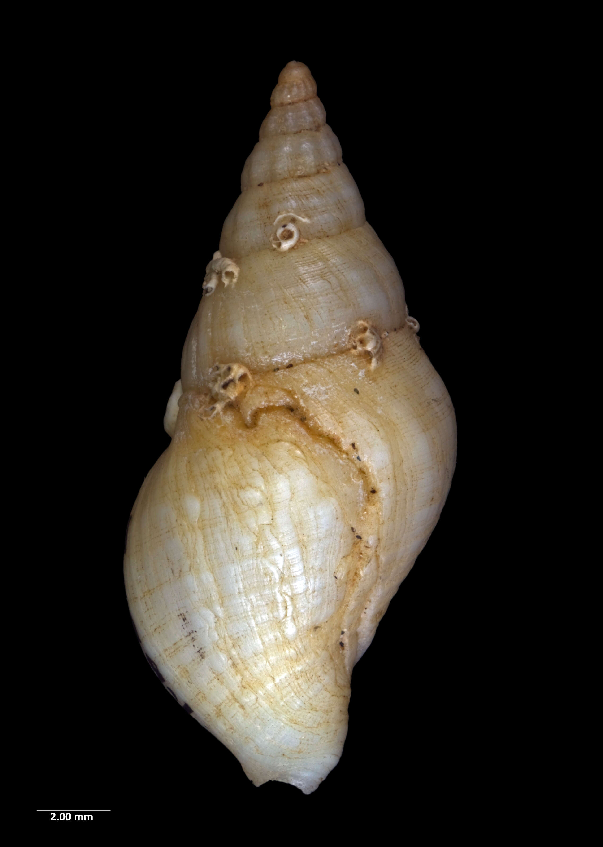 Image of Buccinulum vittatum (Quoy & Gaimard 1833)