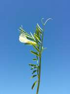 Image of smooth yellow vetch