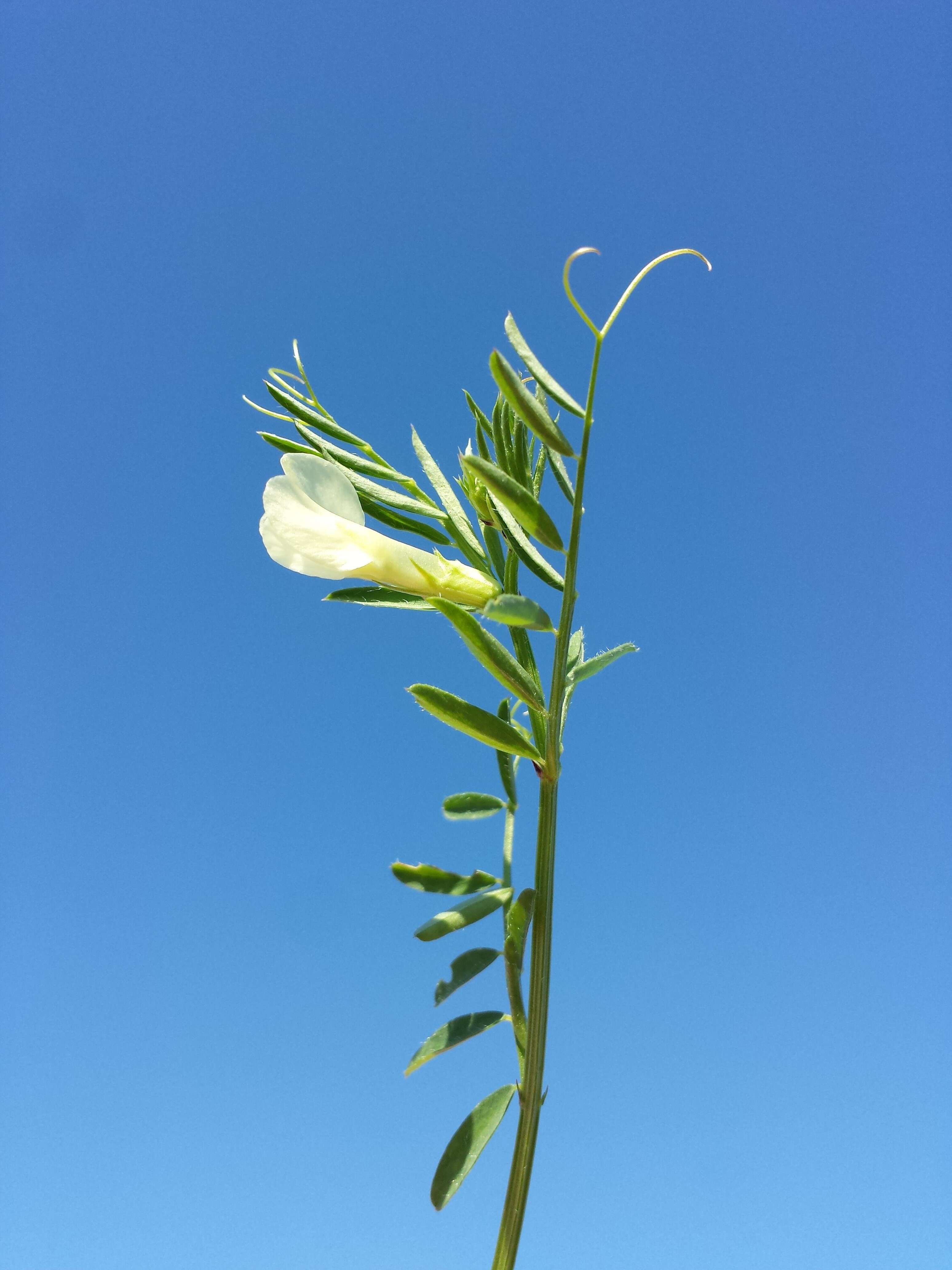 Image of smooth yellow vetch