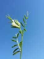 Image of smooth yellow vetch