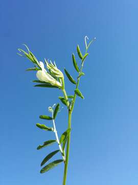 Image of smooth yellow vetch