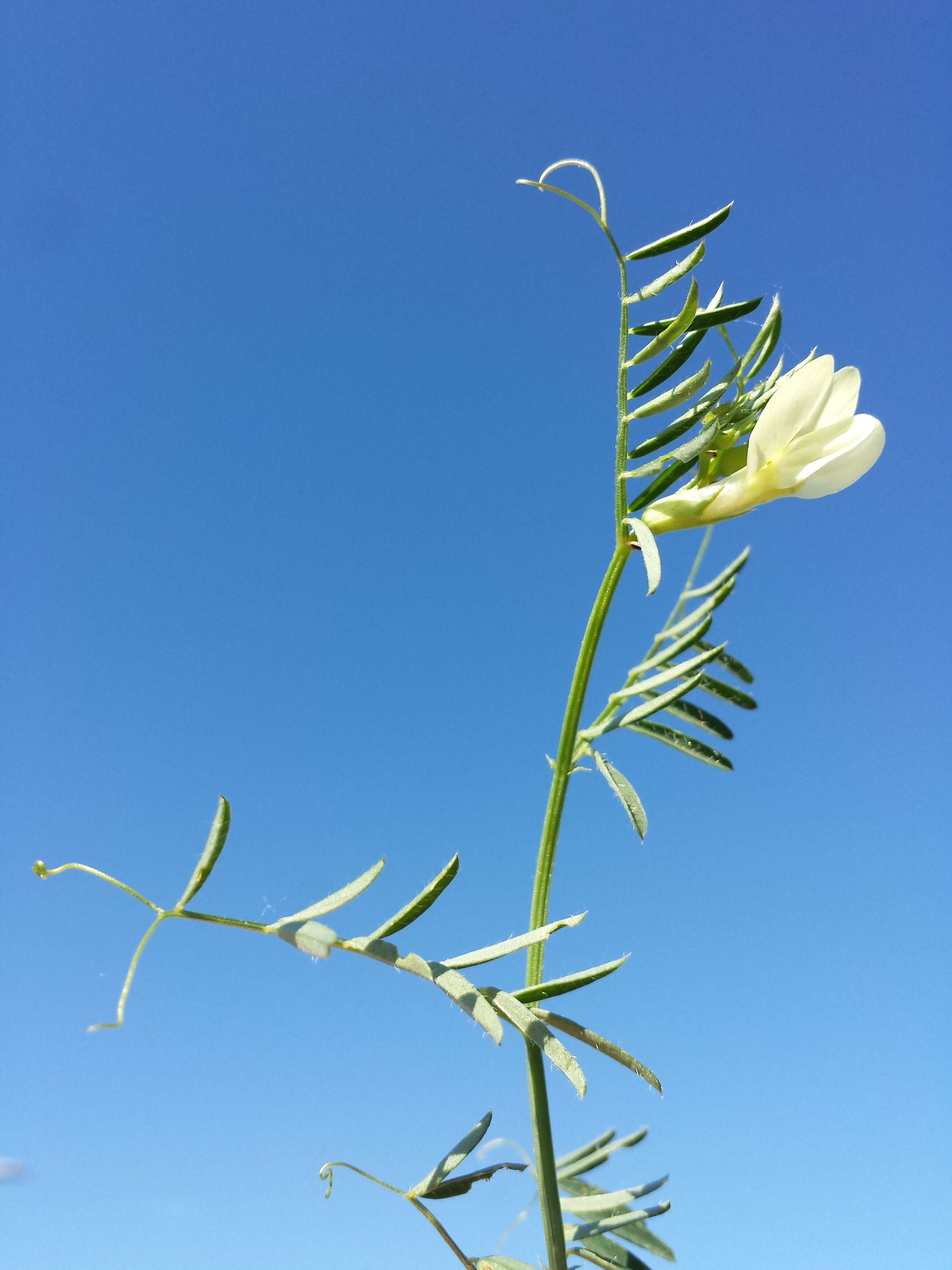 Image of smooth yellow vetch