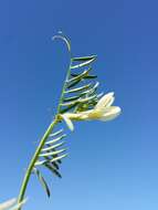 Image of smooth yellow vetch