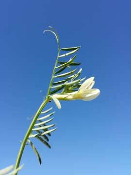 Image of smooth yellow vetch