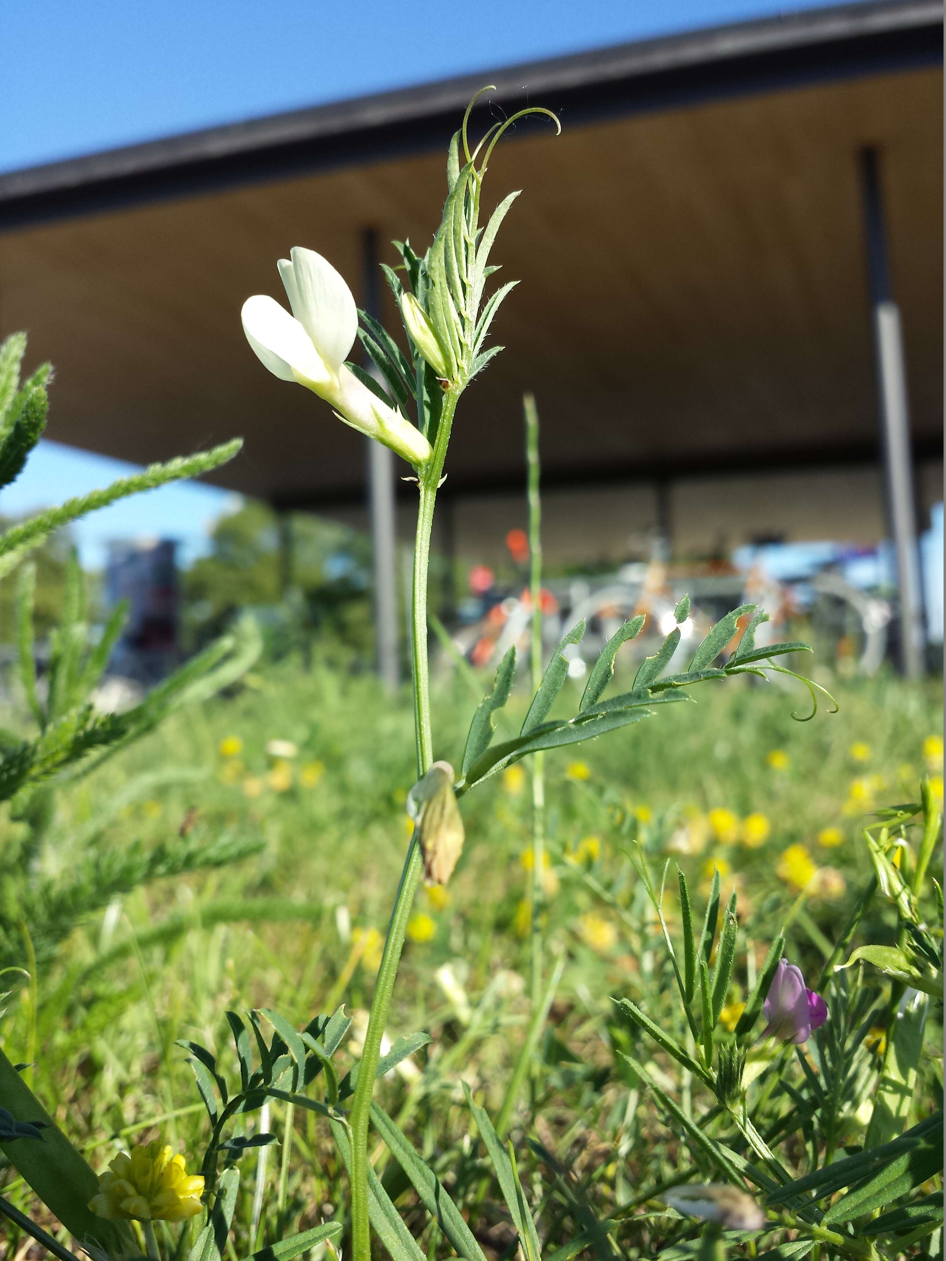 Image of smooth yellow vetch