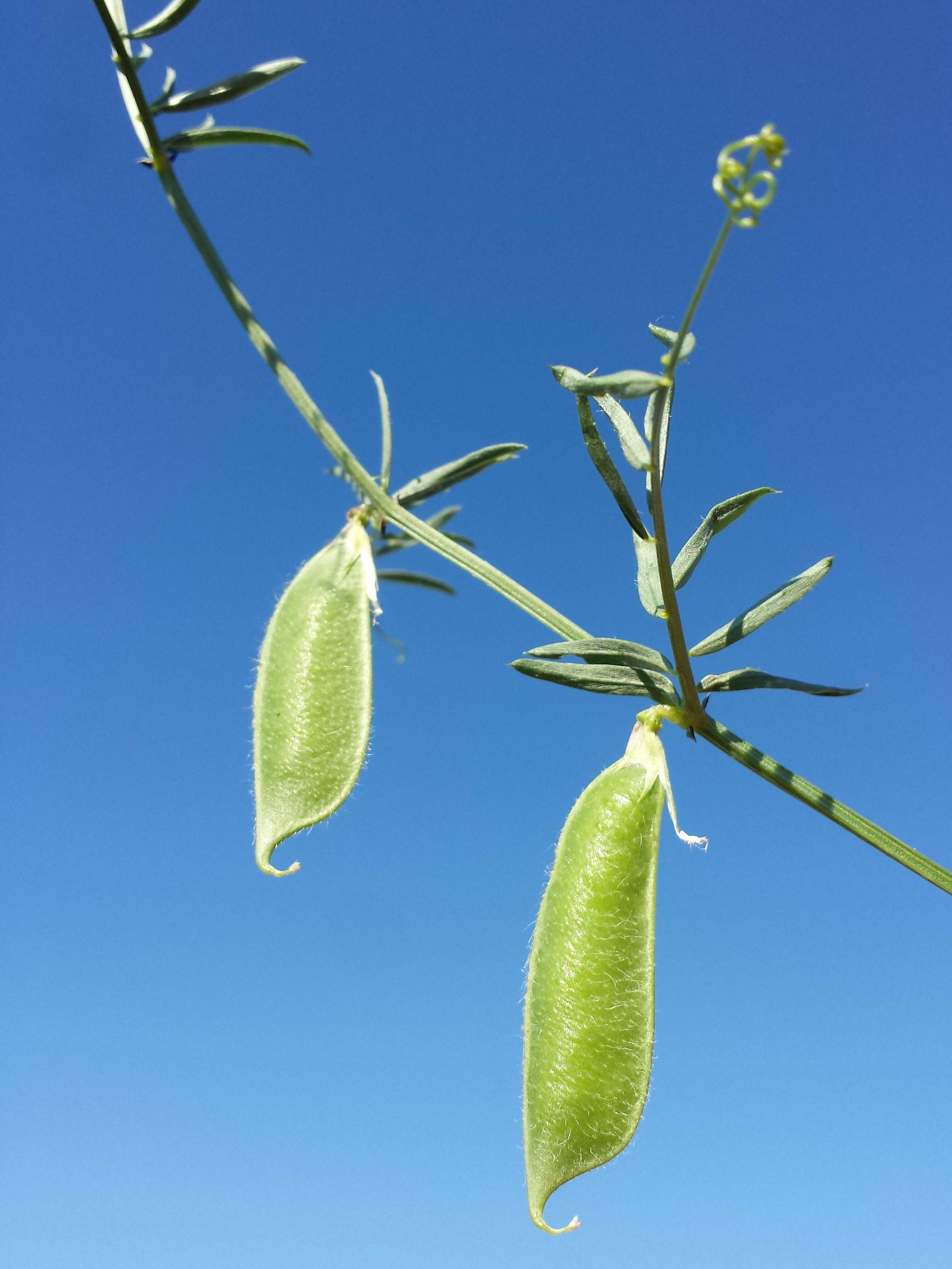 Image of smooth yellow vetch