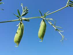 Image of smooth yellow vetch