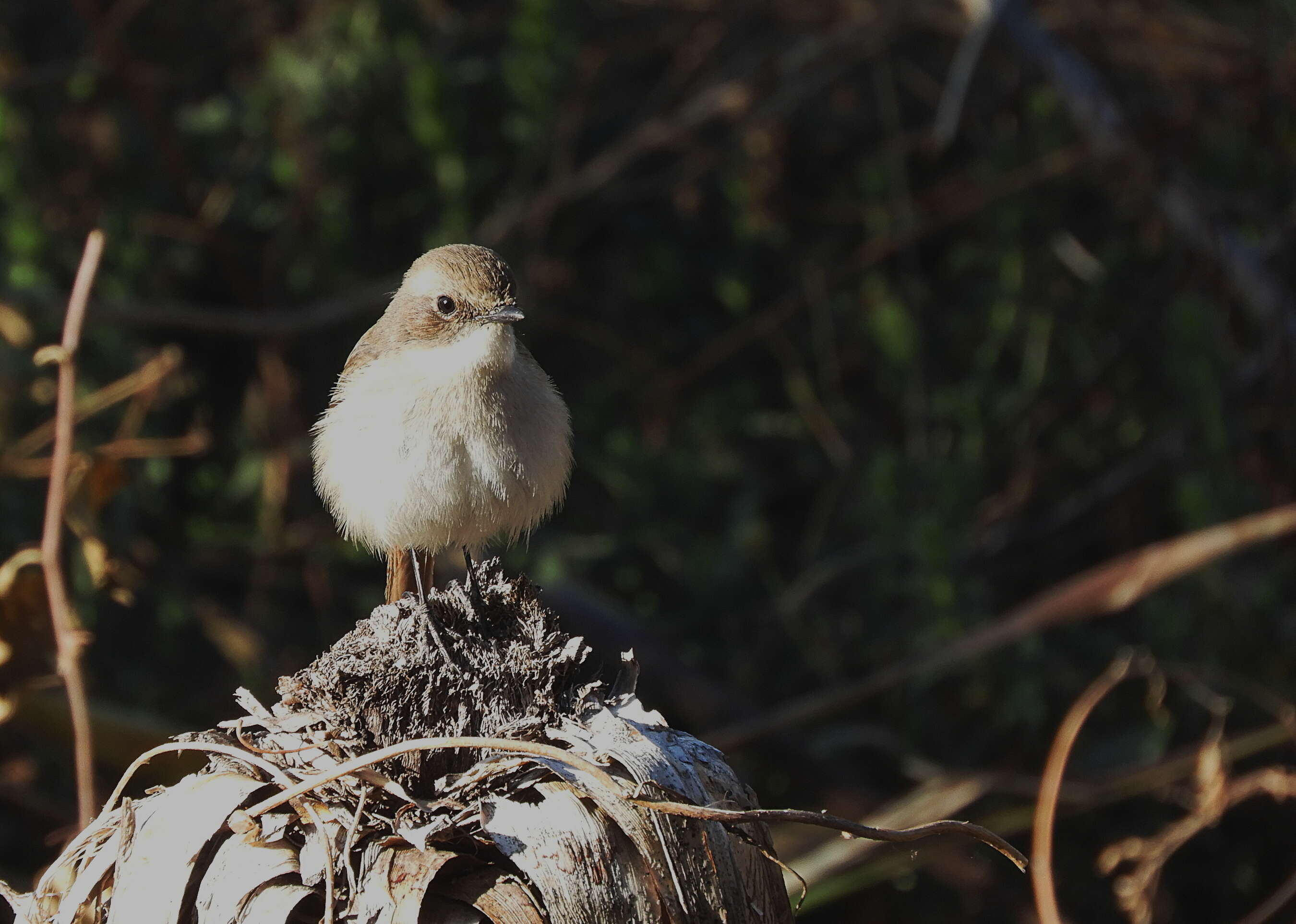 Image of Rusty-tailed Flycatcher