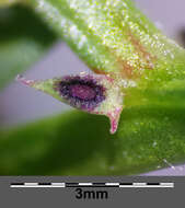 Image of smooth yellow vetch