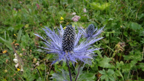 Eryngium alpinum L. resmi