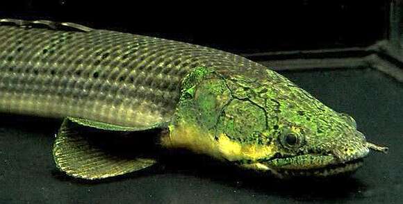 Image of Mottled Bichir