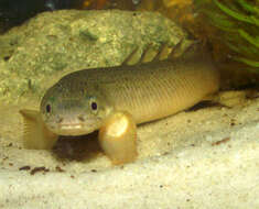 Image of Gray bichir