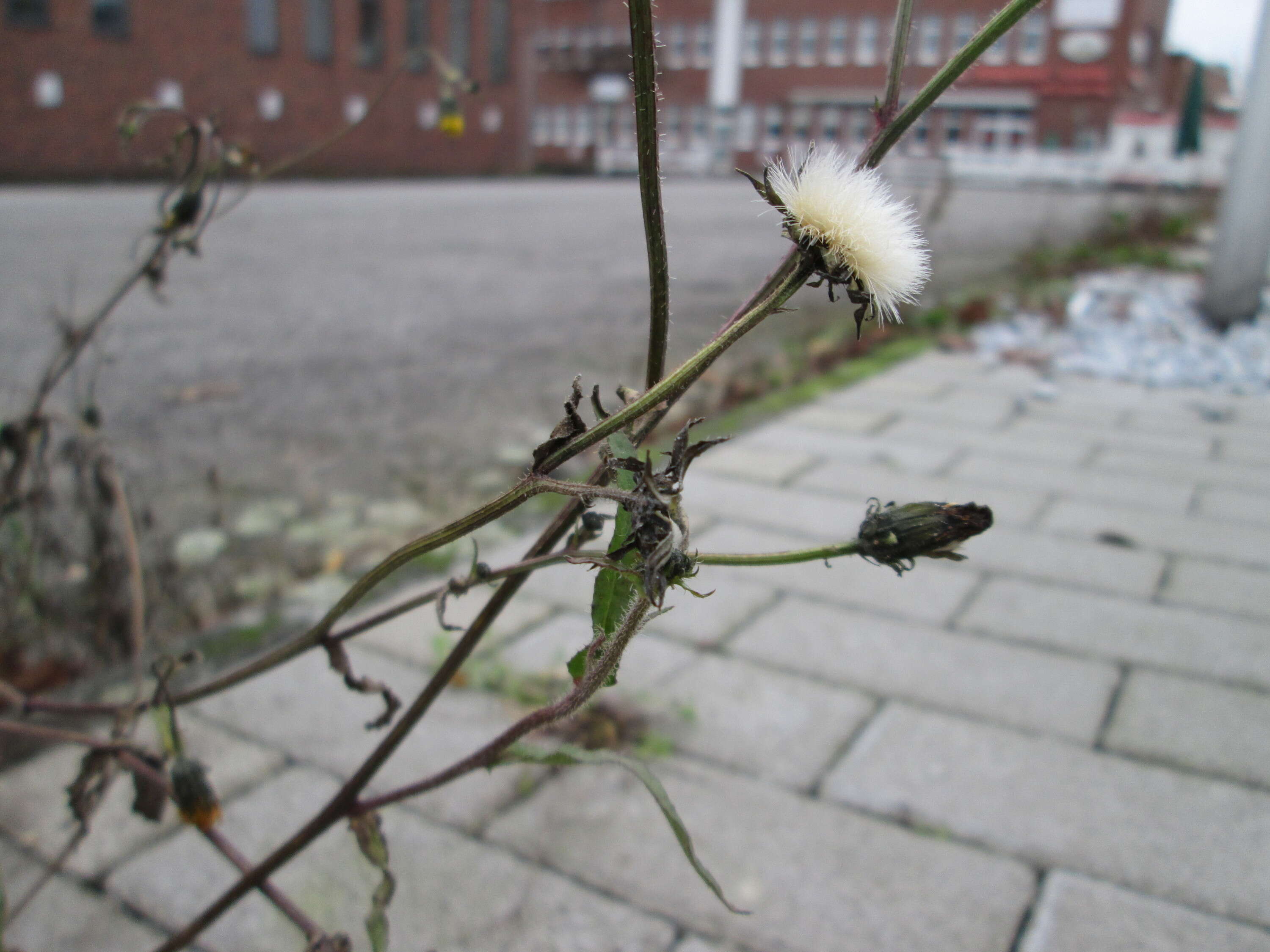 Слика од Picris hieracioides L.