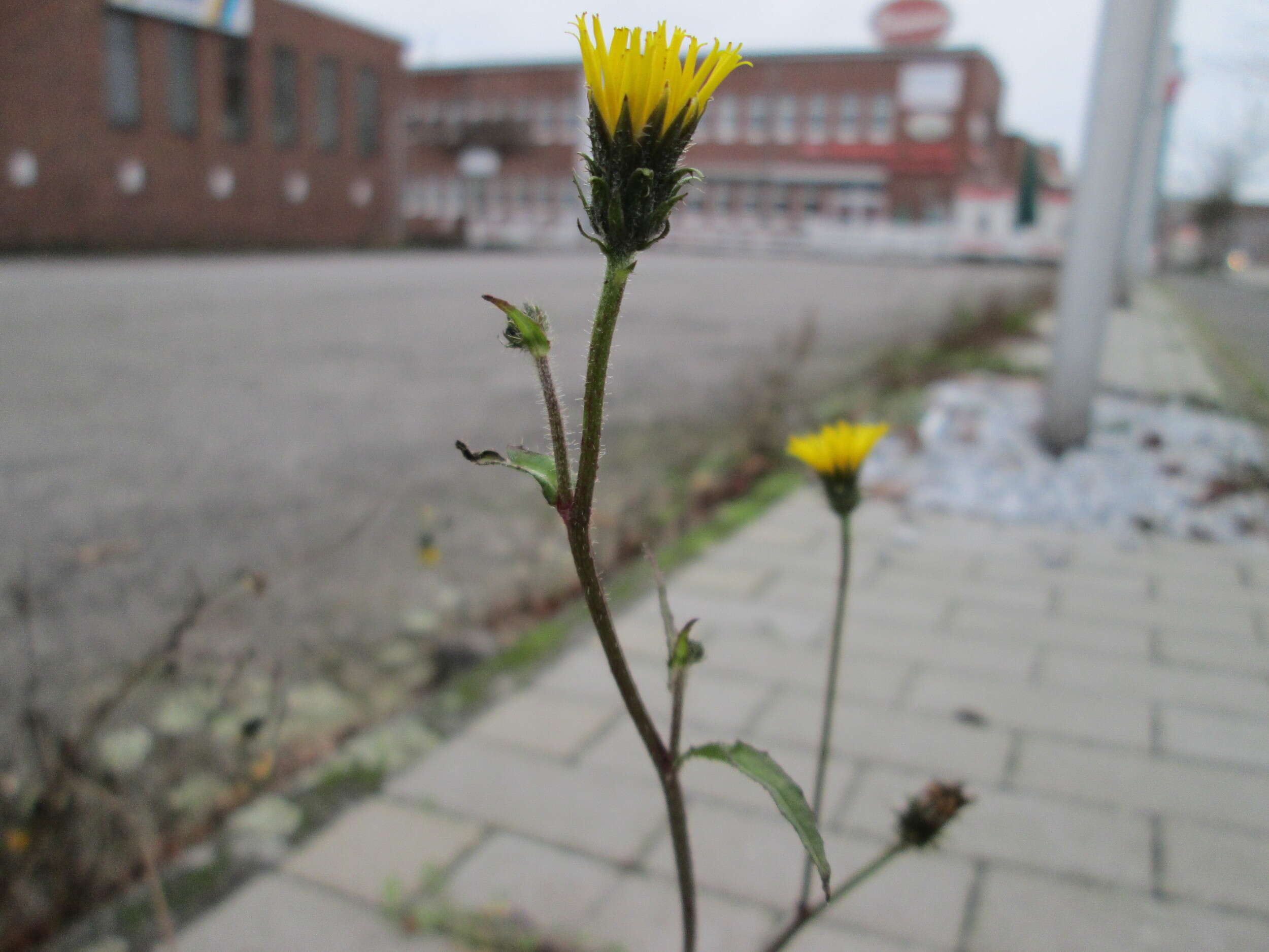 Image of hawkweed oxtongue