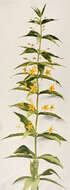 Image of whorled yellow loosestrife