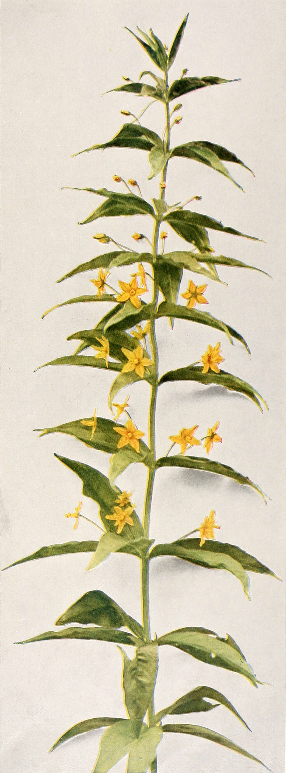 Image of whorled yellow loosestrife