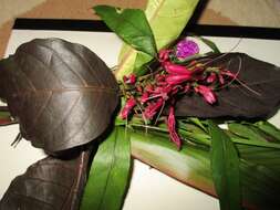 Image of caricature-plant