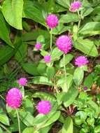 Image of Globe Amaranth