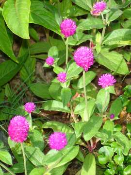 Image of Globe Amaranth