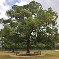 Image of Australian tallowwood