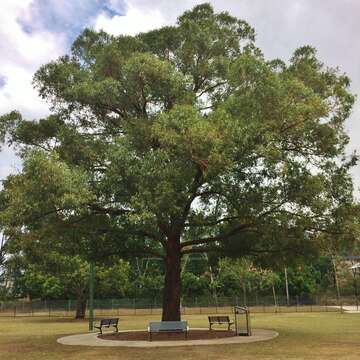 Image of Australian tallowwood