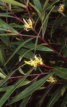 Plancia ëd Persoonia silvatica L. A. S. Johnson