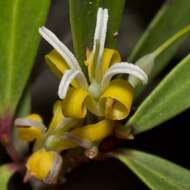 Plancia ëd Persoonia silvatica L. A. S. Johnson