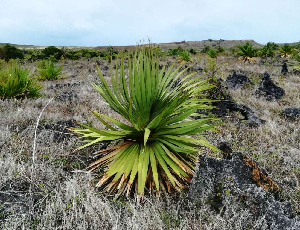 Image of Pandanus heterocarpus Balf. fil.