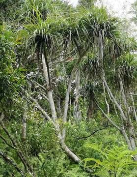 Imagem de Pandanus tenuifolius Balf. fil.